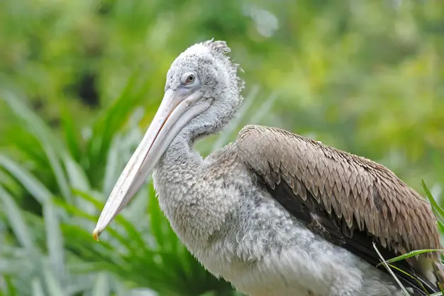 Pelicano de Bico Pintado de Perfil com Mata Atrás