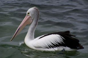 Pelicano de Bico Pintando Flutuando no Rio
