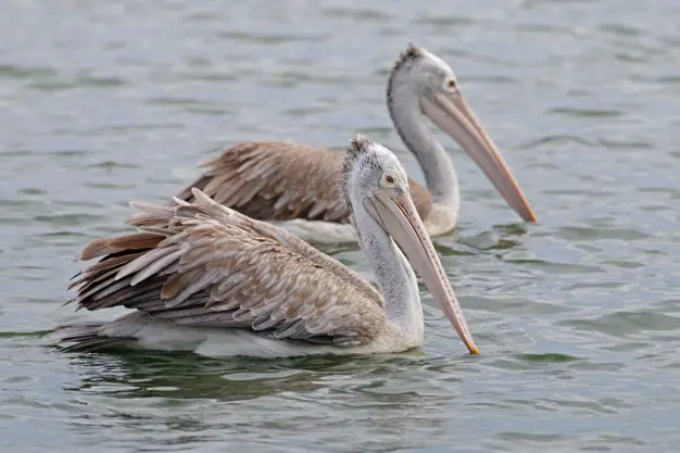 Pelicano de Bico Pintado