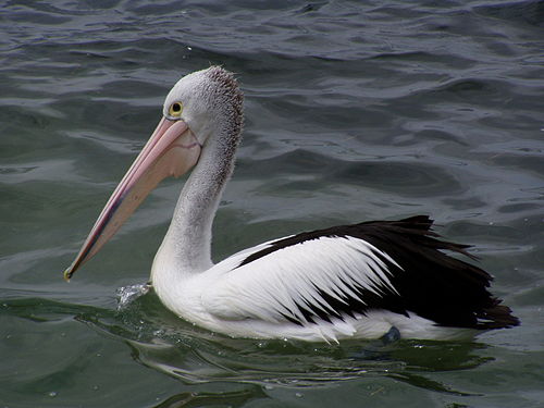 Pelicano de Bico Pintando Flutuando no Rio