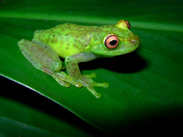 Perereca Verde em Cima da Folha