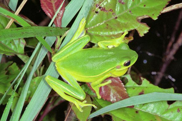 Perereca Verde na Mata 