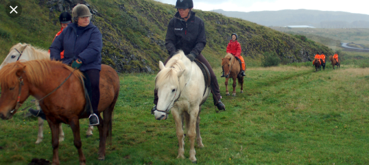 Pessoas Montando de Cavalos Islandeses