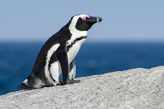 Pinguim-Africano