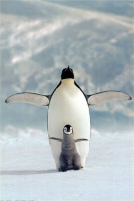 Pinguim Fotografado Com o Filhote