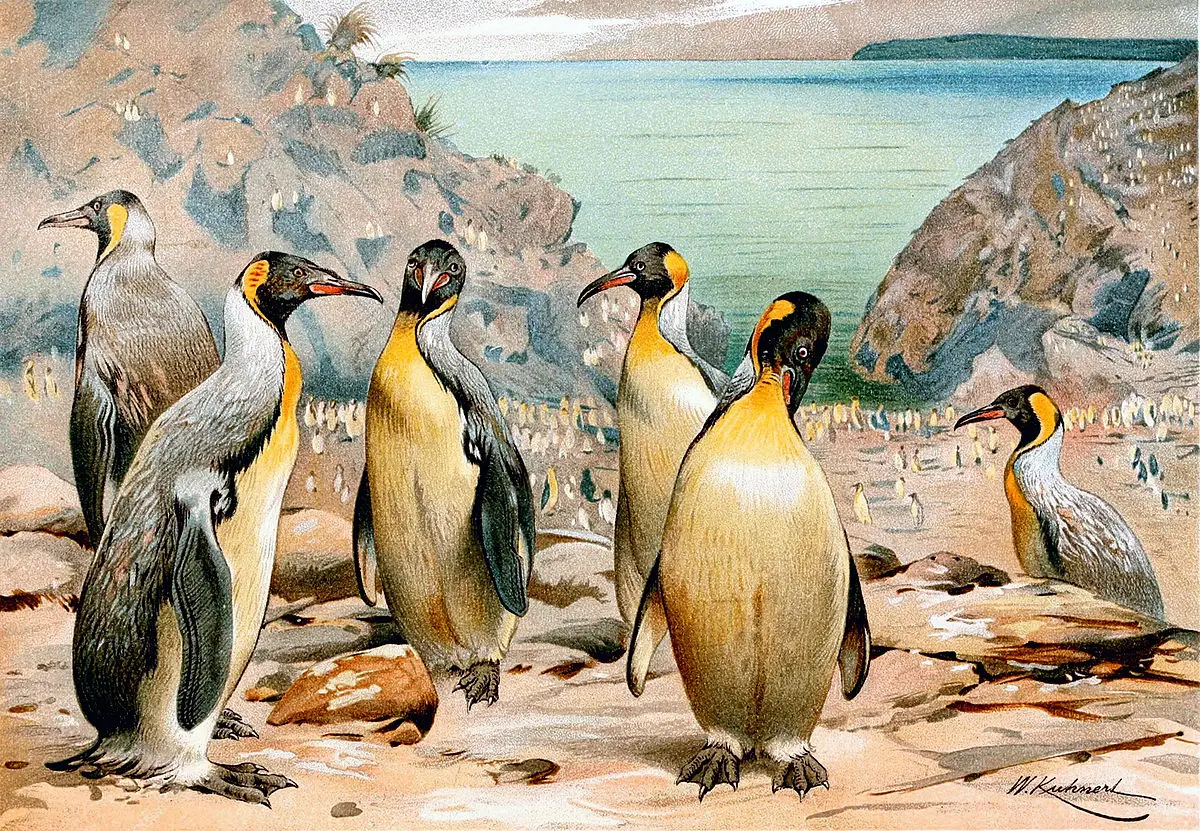 Pinguim Palaeeudyptinae Gigante