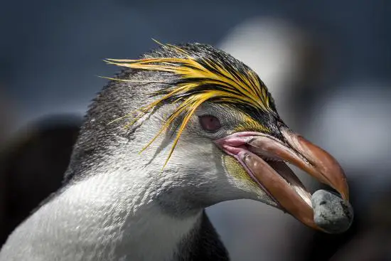 Pinguim Real Fotografado de Perto com Uma Pedra na Boca 