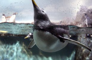Pinguim Tirando a Cabeça de Dentro da Água