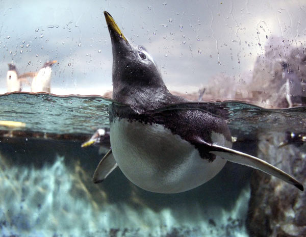 Pinguim Tirando a Cabeça de Dentro da Água