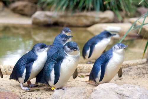 Pinguim Azul do Norte