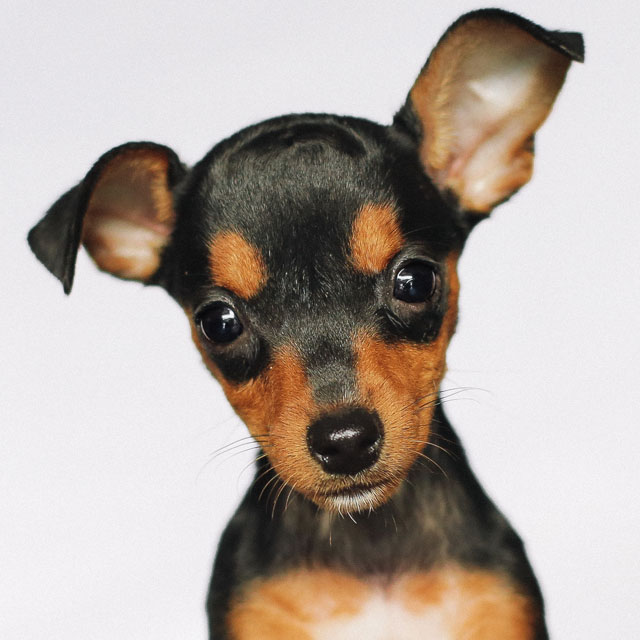 Pinscher