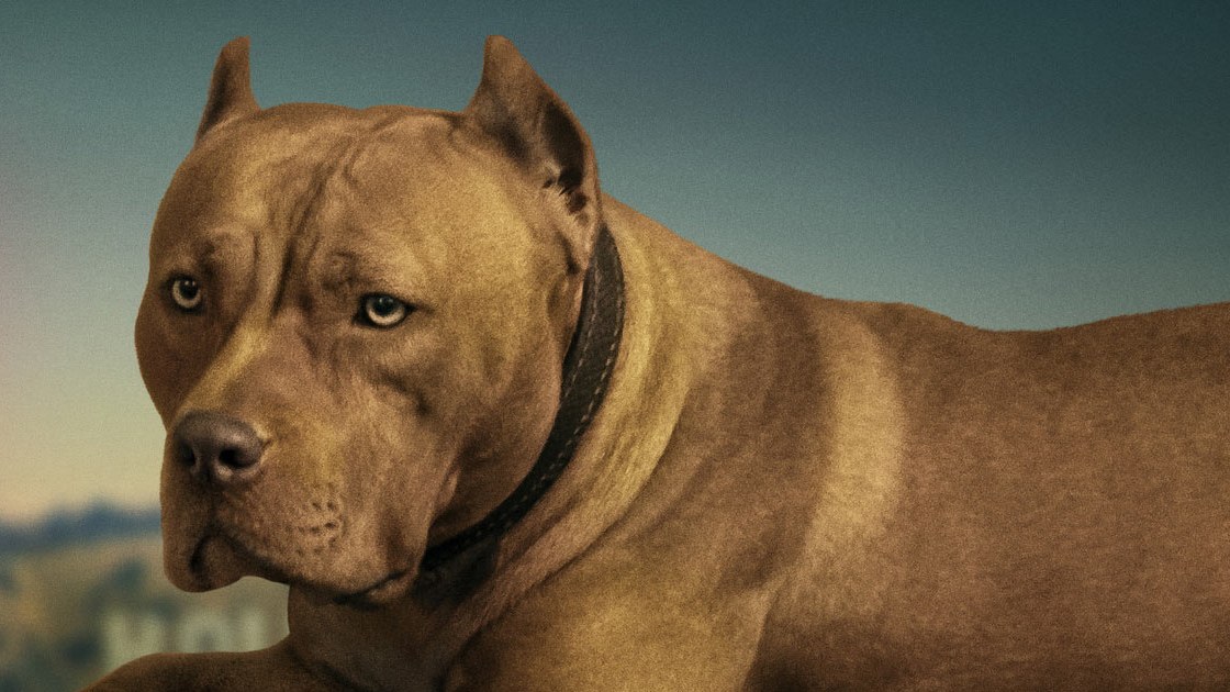 Pit Bull: Cores Raras e Tipos Mais Diferentes da Raça