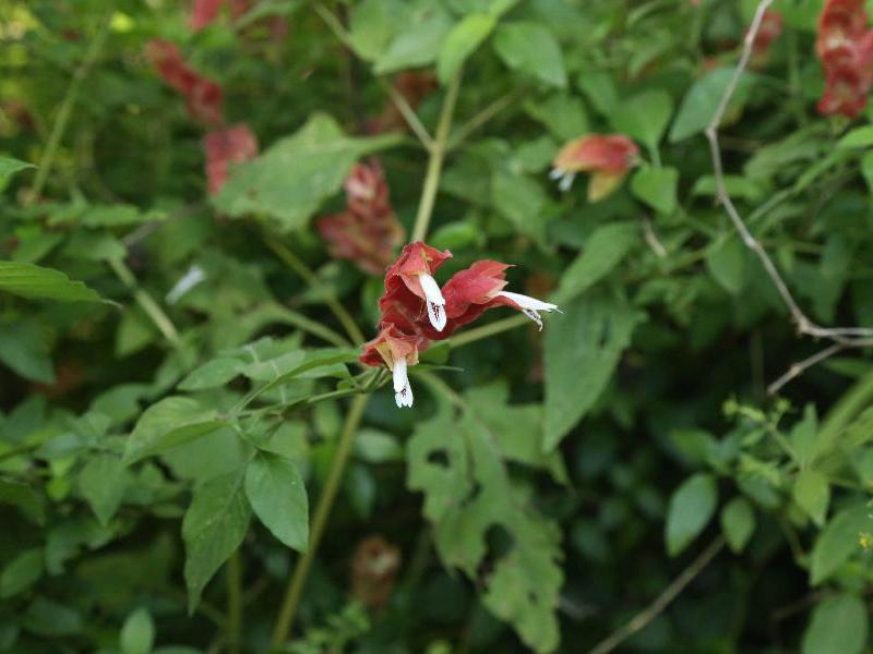 Planta Camarão Vermelha 