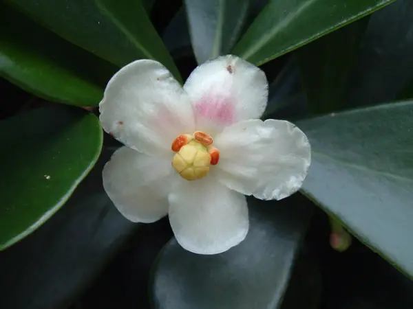 Planta Clusiaceae