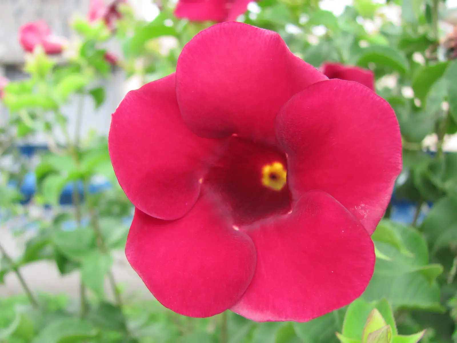 Alamanda Roxa: Ela é Tóxica? Cuidados Com A Flor E Fotos | Mundo Ecologia