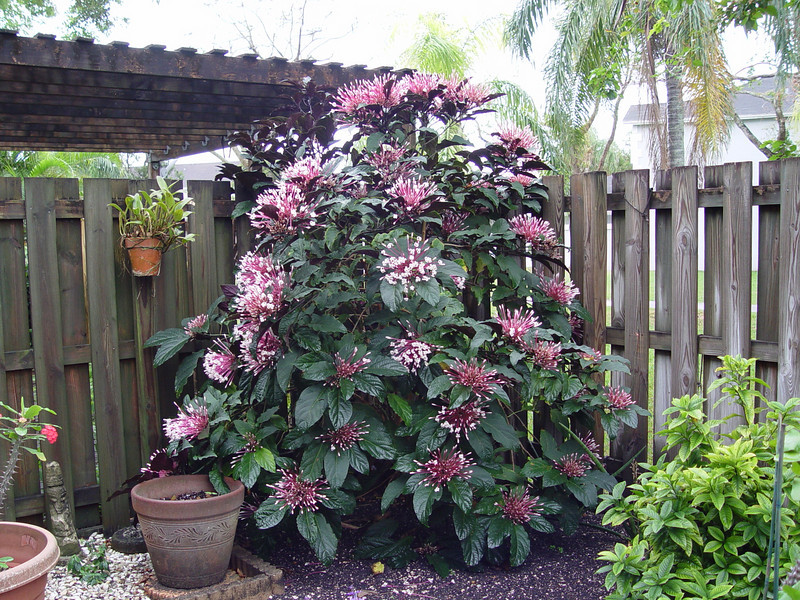 Plantação de Clerodendo Perfumado