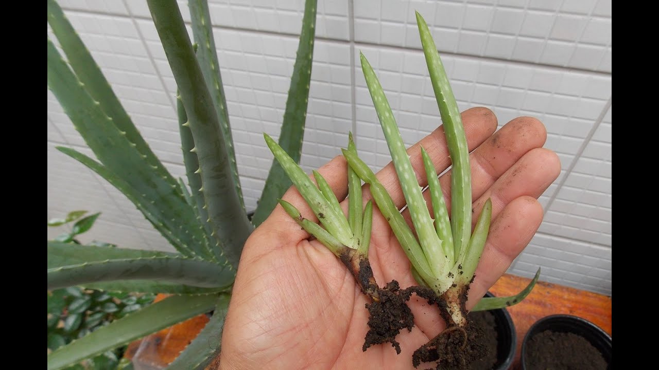 Plantando Sua Babosa Em Casa