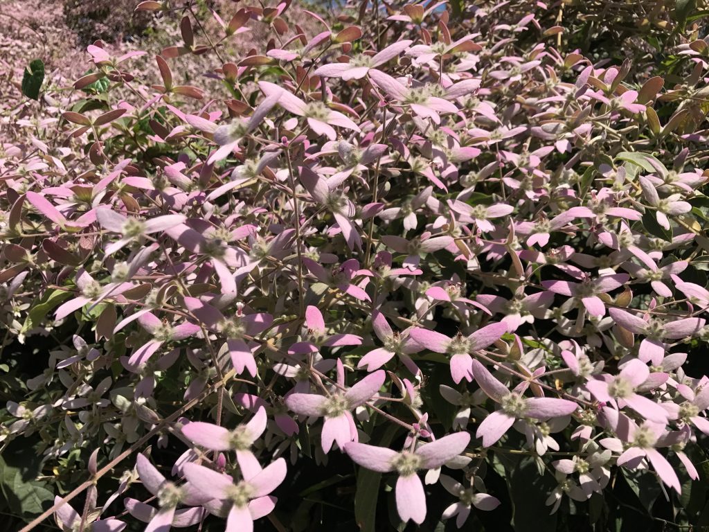 Como Cultivar Congéia, Podar, Regar e Tirar Mudas da Planta