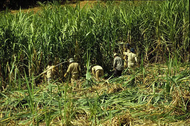 Plantação de Cana-de-Açúcar