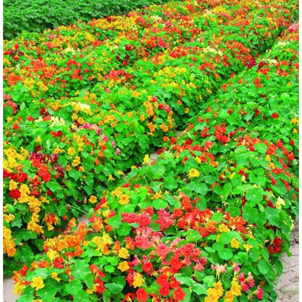 Plantação de Capuchinha