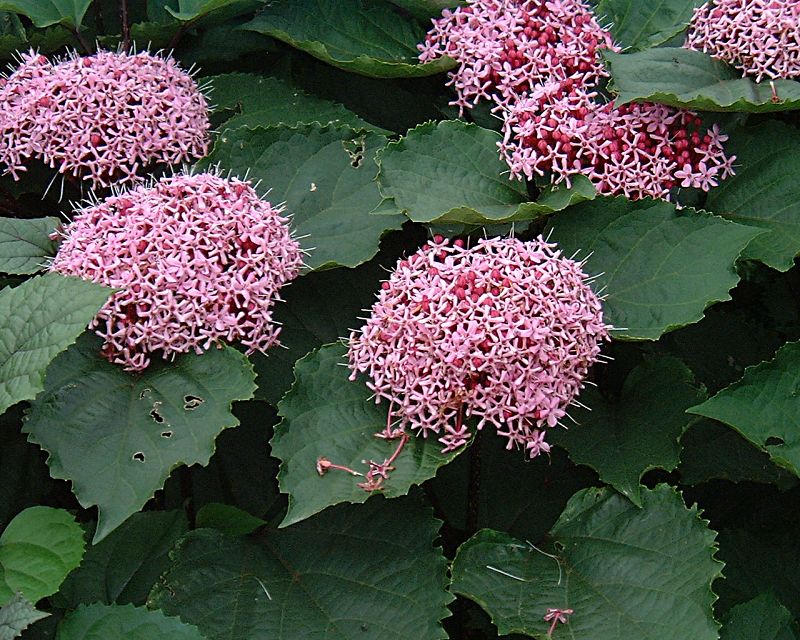 Plantação de Clerodendo Perfumado