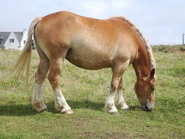 Postier Breton