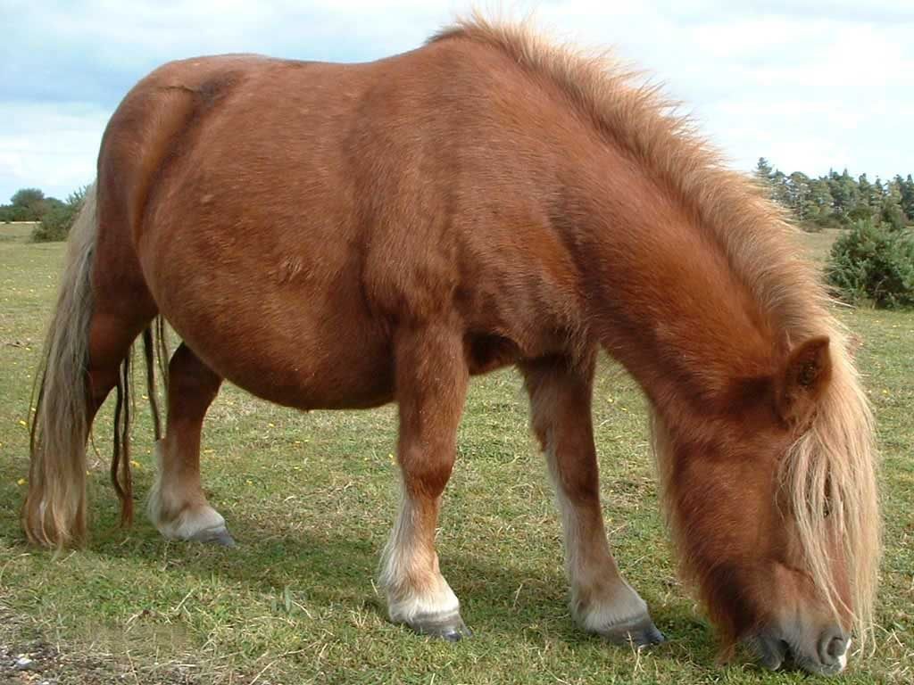 Pônei Shetland