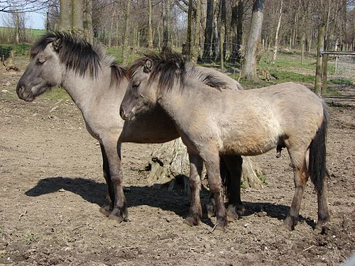 Pônei de Dülmen em Pastos