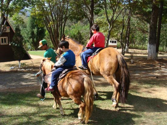 Diferença Entre Pônei e Cavalo