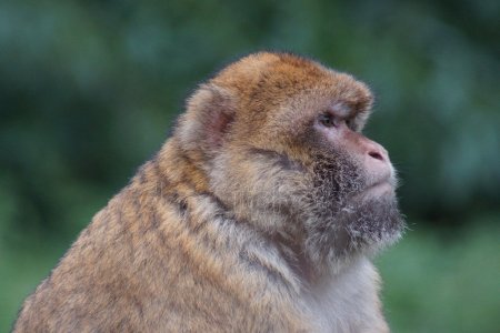 Preservação do Macaco-de-Gibraltar