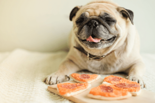 Pug Comendo 