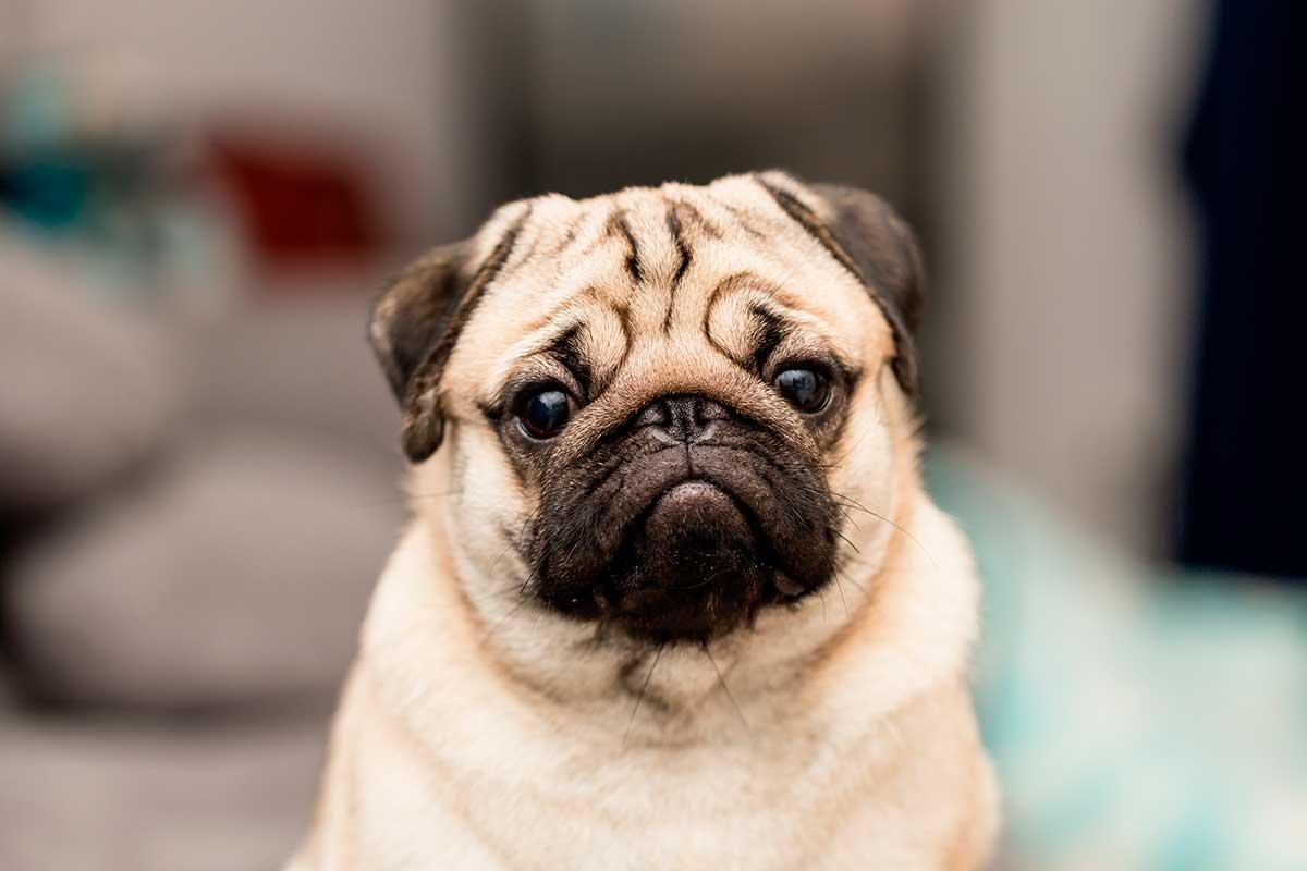 Pug