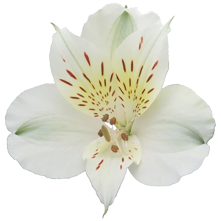 Pétalas da Alstroemeria Branca