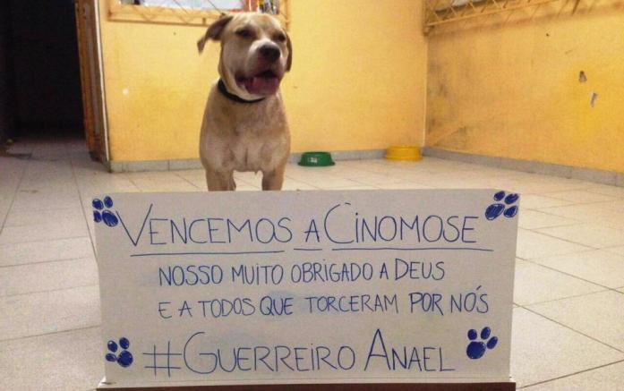 Pós Cinomose