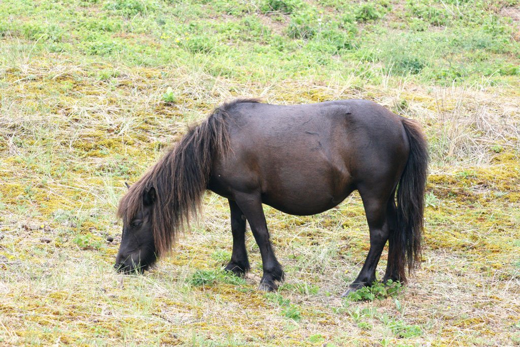 Pônei Exmoor