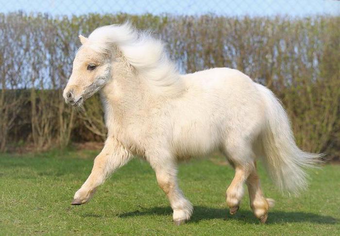 Raça de Pônei Shetland Americano: Características e Fotos