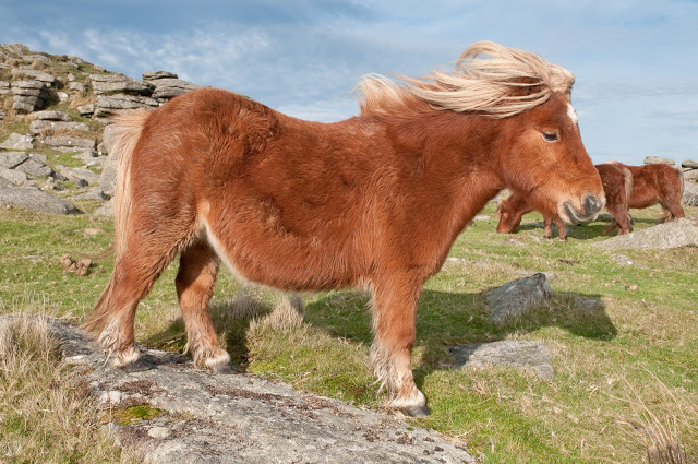 Pônei de Dartmoor