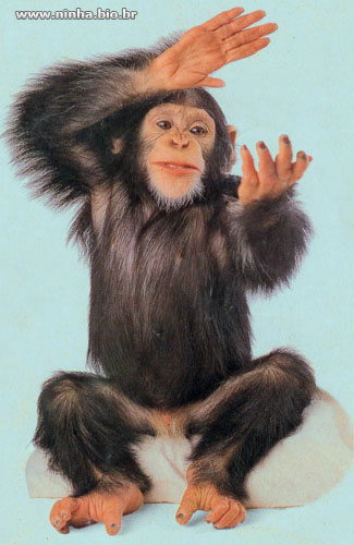 Quantas Mãos Tem um Macaco? Quantos Dedos Eles Possuem?