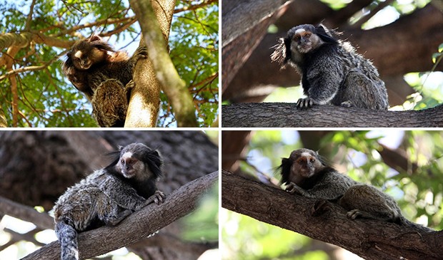Sagui-De-Tufos-Pretos Ou Mico-Estrela: Características E Fotos