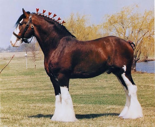 Raça Clydesdale