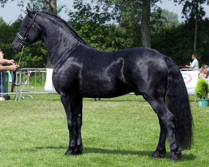 Raça Friesian