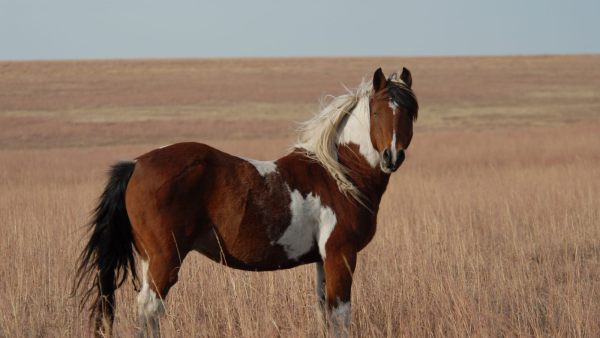 Raça Mustang