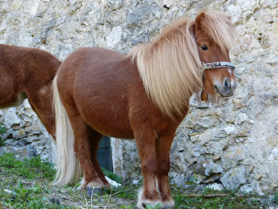 Raça Shetland Pony