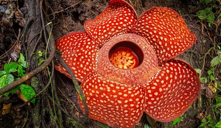 Rafflesia Arnoldi