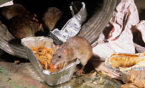 Rato Comendo Restos de Comida 