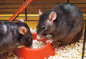 Rato Comendo a Comida do Cachorro