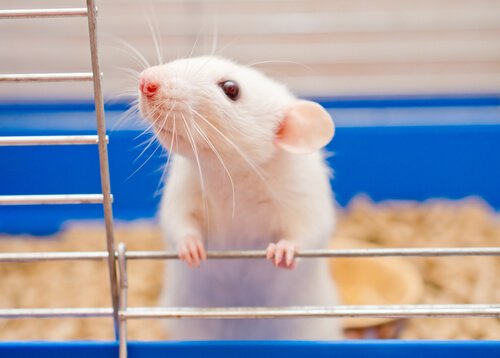 Rato Doméstico: Características, Tamanho, Nome Científico E Fotos