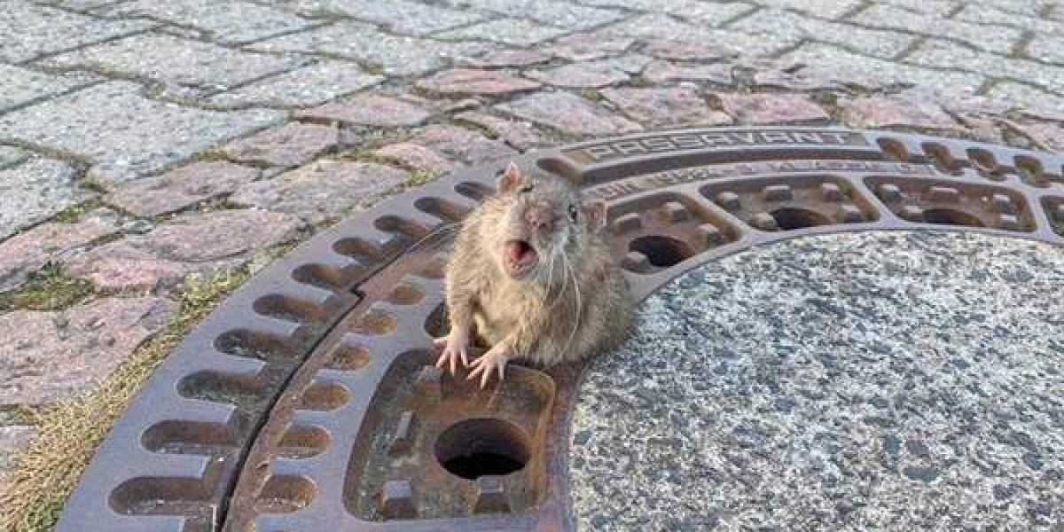 Os Ratos Tem Ossos? Quantos Ossos Eles Tem?