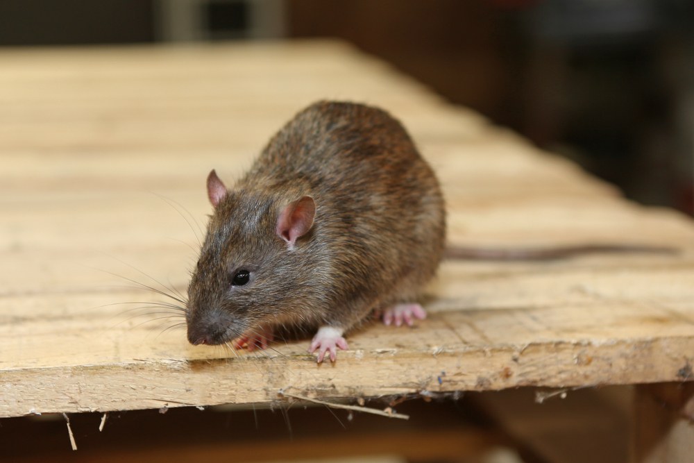 Rato Fotografado na Mesa