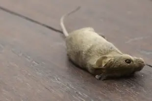 Rato Morto